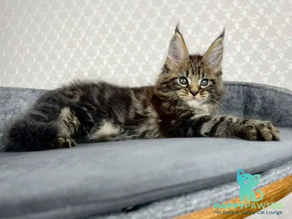 Pathos Maine Coon male black tabby - live animals