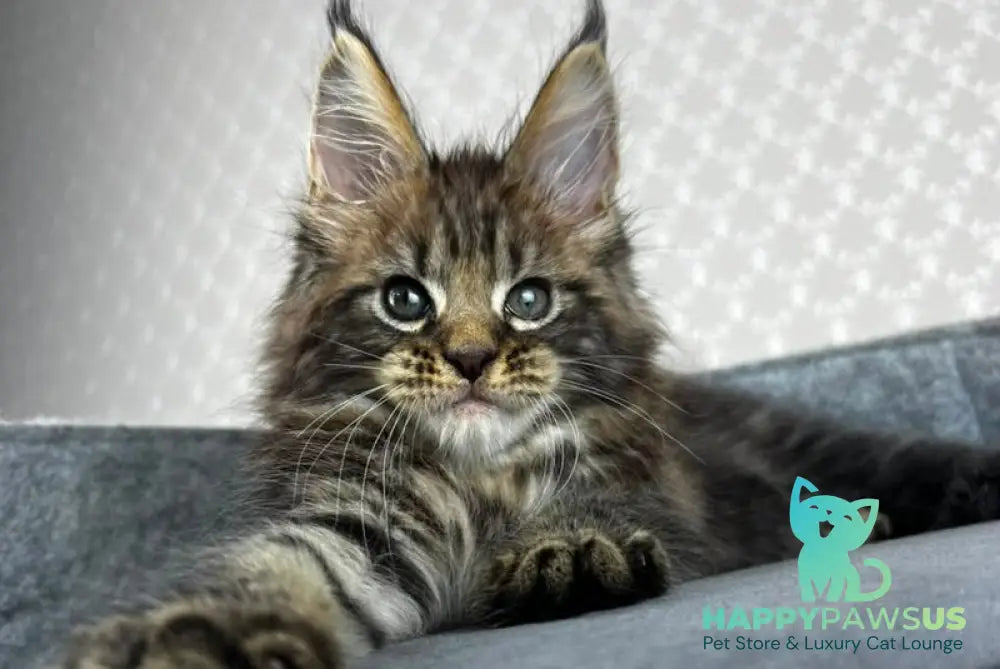 Pathos Maine Coon male black tabby - live animals