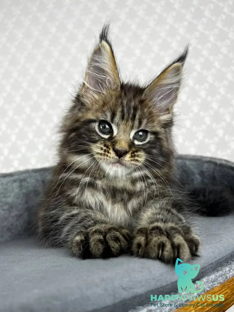 Pathos Maine Coon male black tabby - live animals