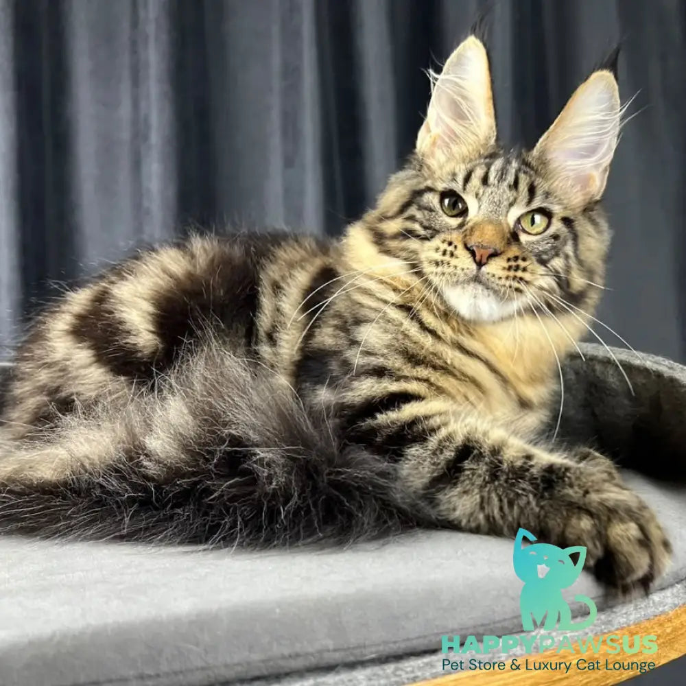Pathos Maine Coon male black tabby - live animals