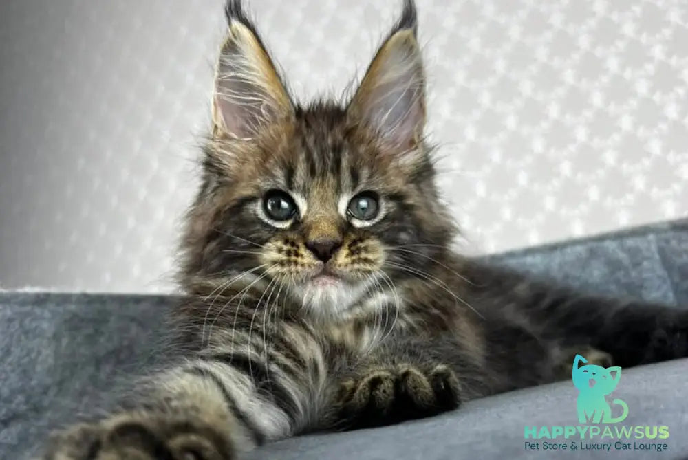 Pathos Maine Coon male black tabby - live animals
