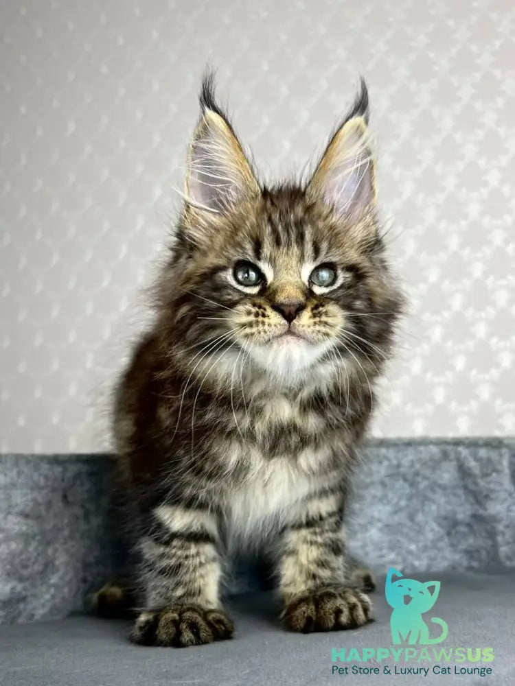 Pathos Maine Coon male black tabby - live animals