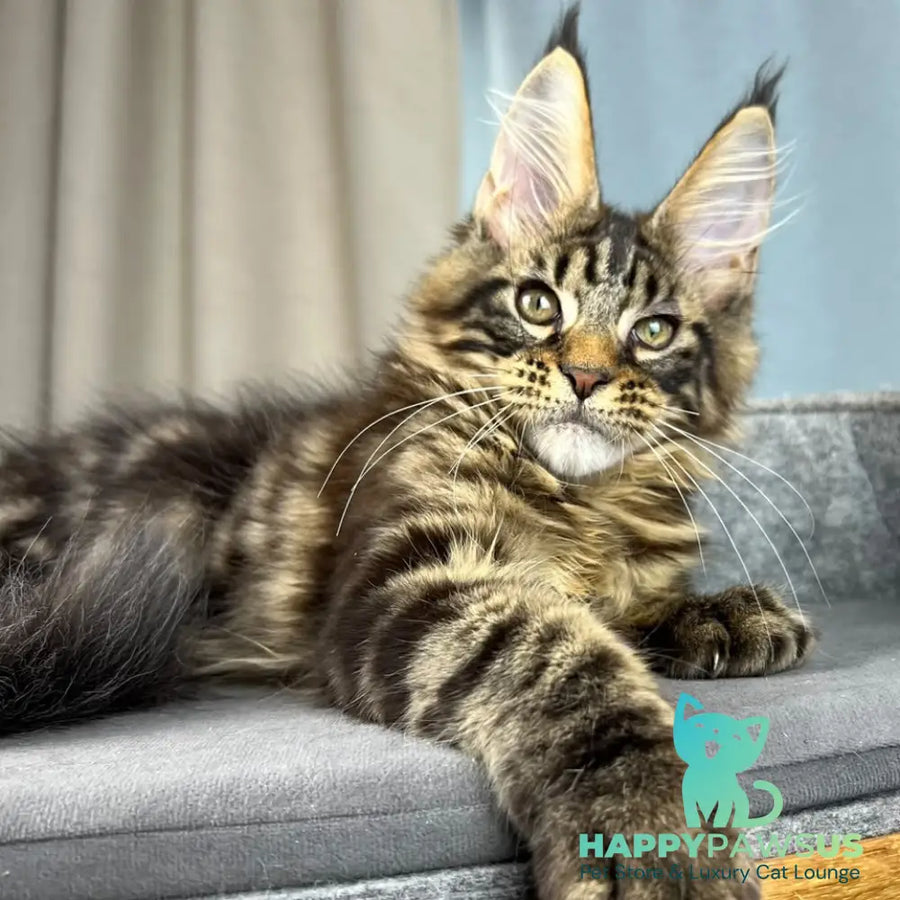 Pathos Maine Coon male black tabby - live animals