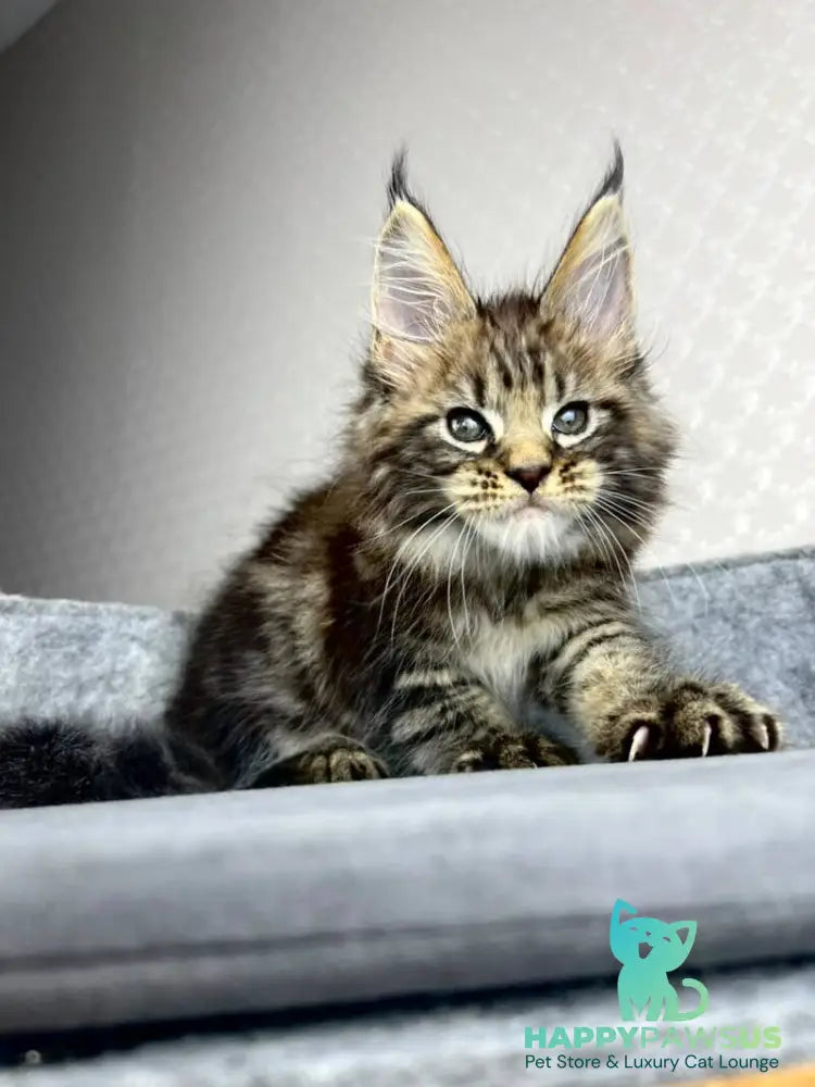 Pathos Maine Coon male black tabby - live animals