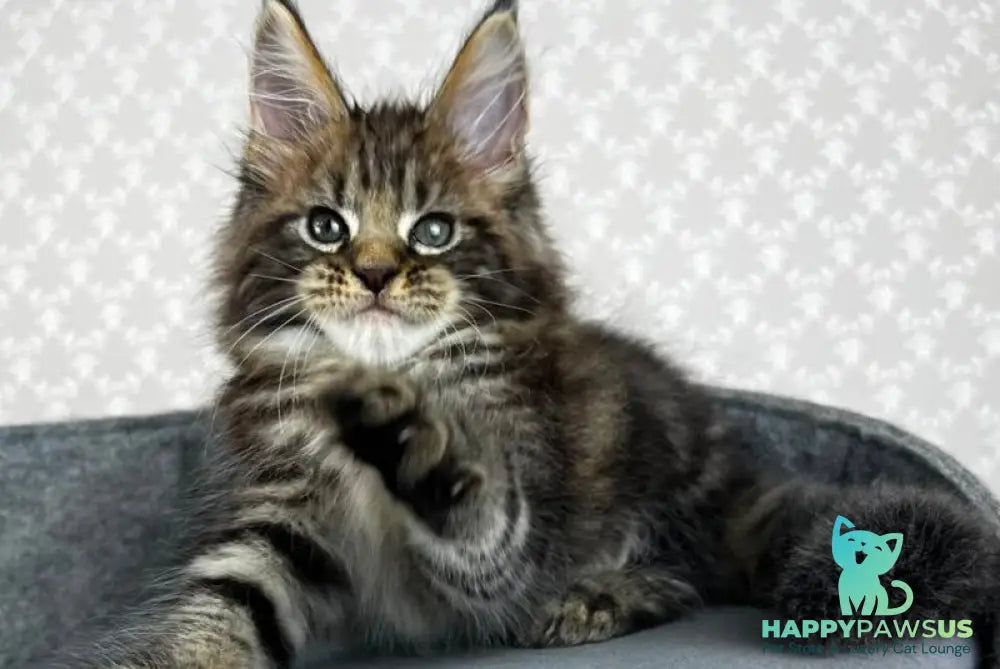 Pathos Maine Coon male black tabby - live animals
