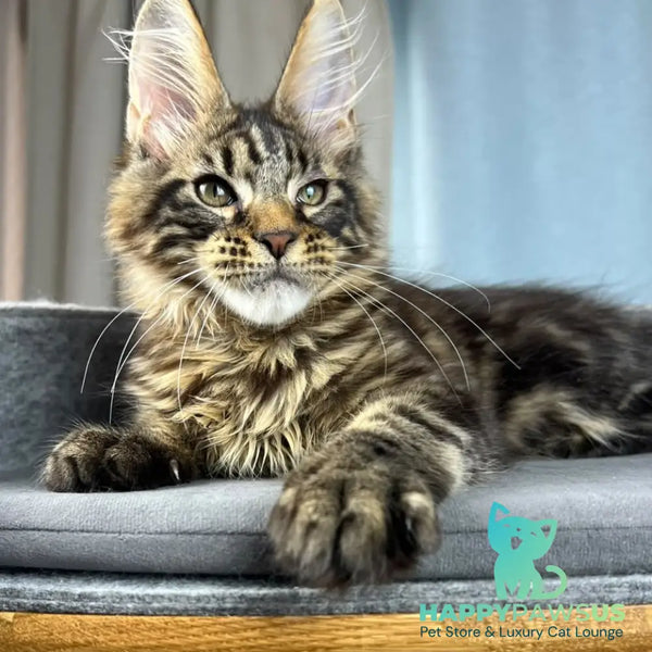 Pathos Maine Coon male black tabby - live animals