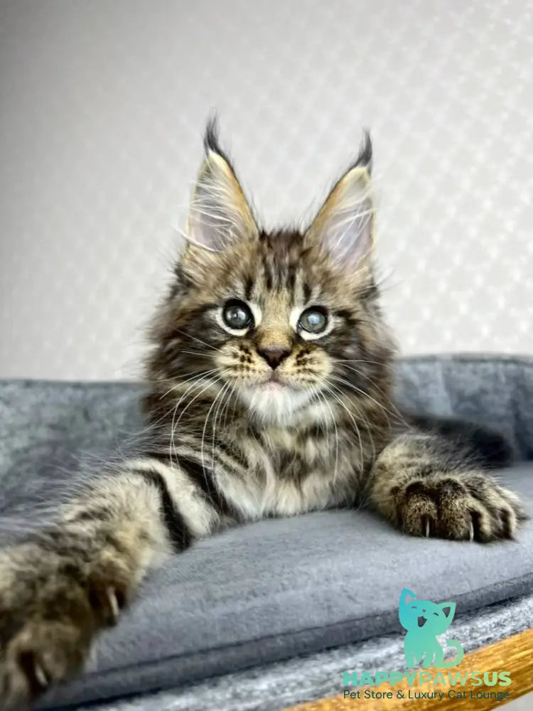 Pathos Maine Coon male black tabby - live animals