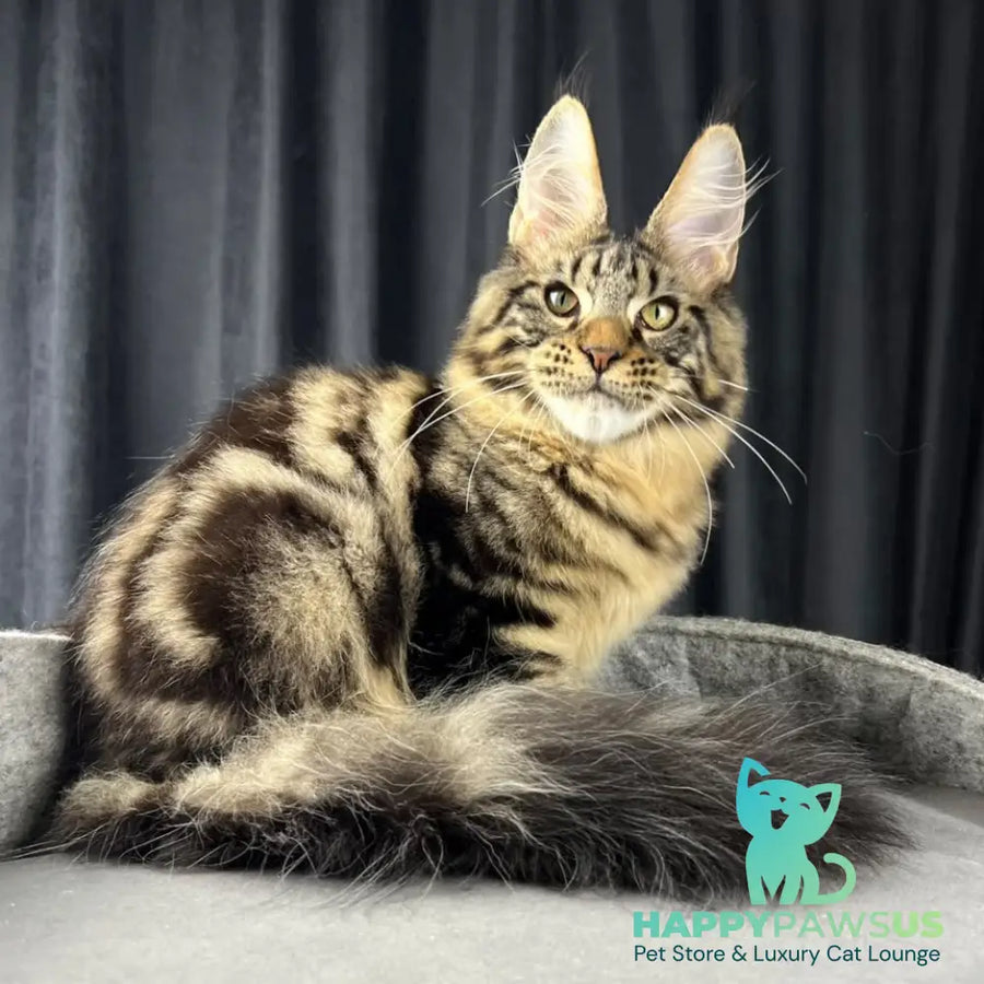 Pathos Maine Coon male black tabby - live animals