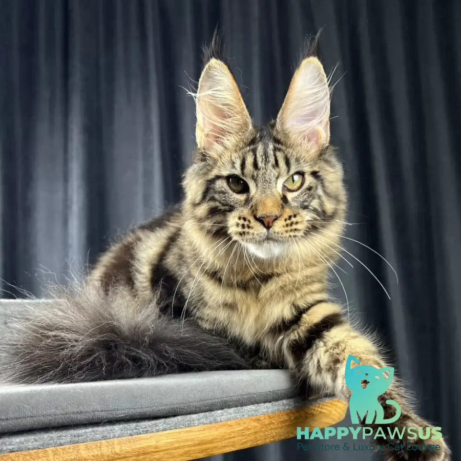 Pathos Maine Coon male black tabby - live animals