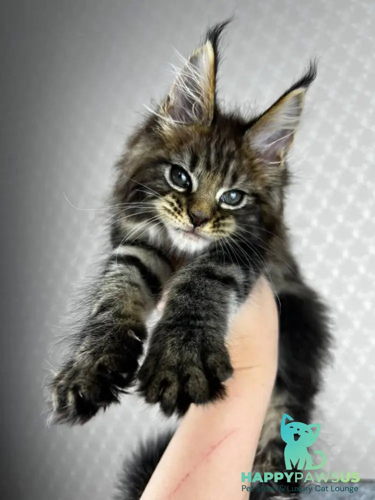 Pathos Maine Coon male black tabby - live animals