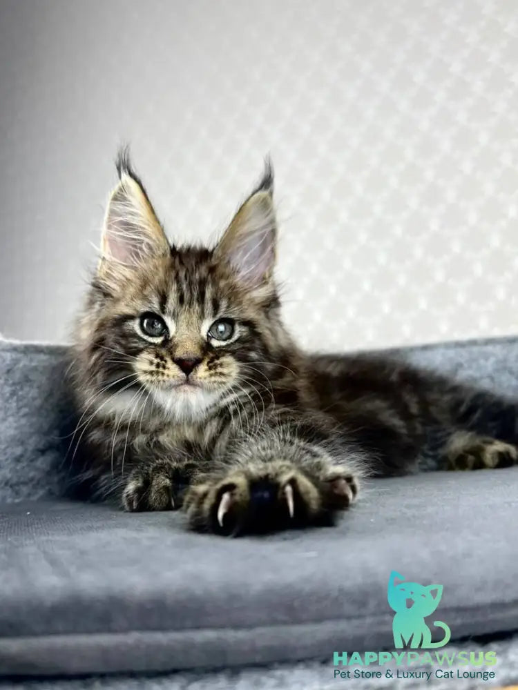 Pathos Maine Coon male black tabby - live animals