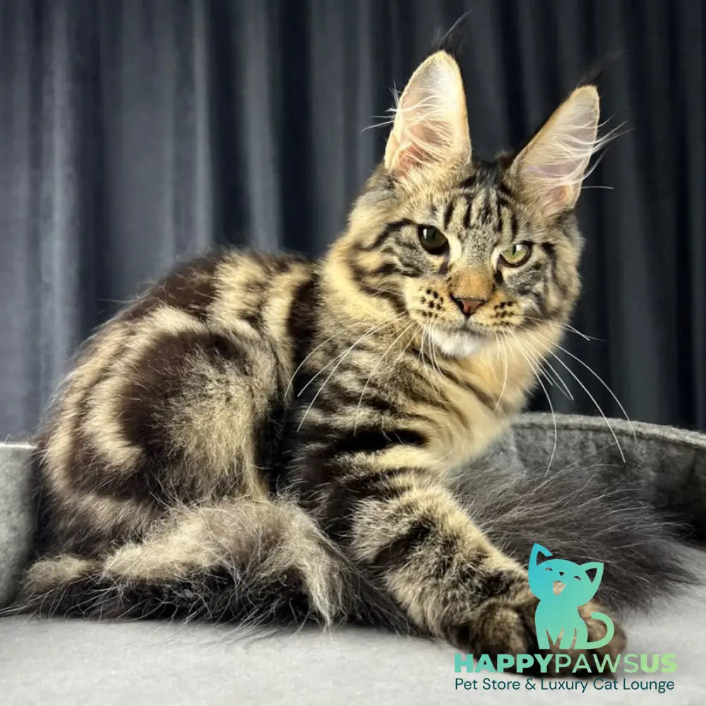 Pathos Maine Coon male black tabby - live animals