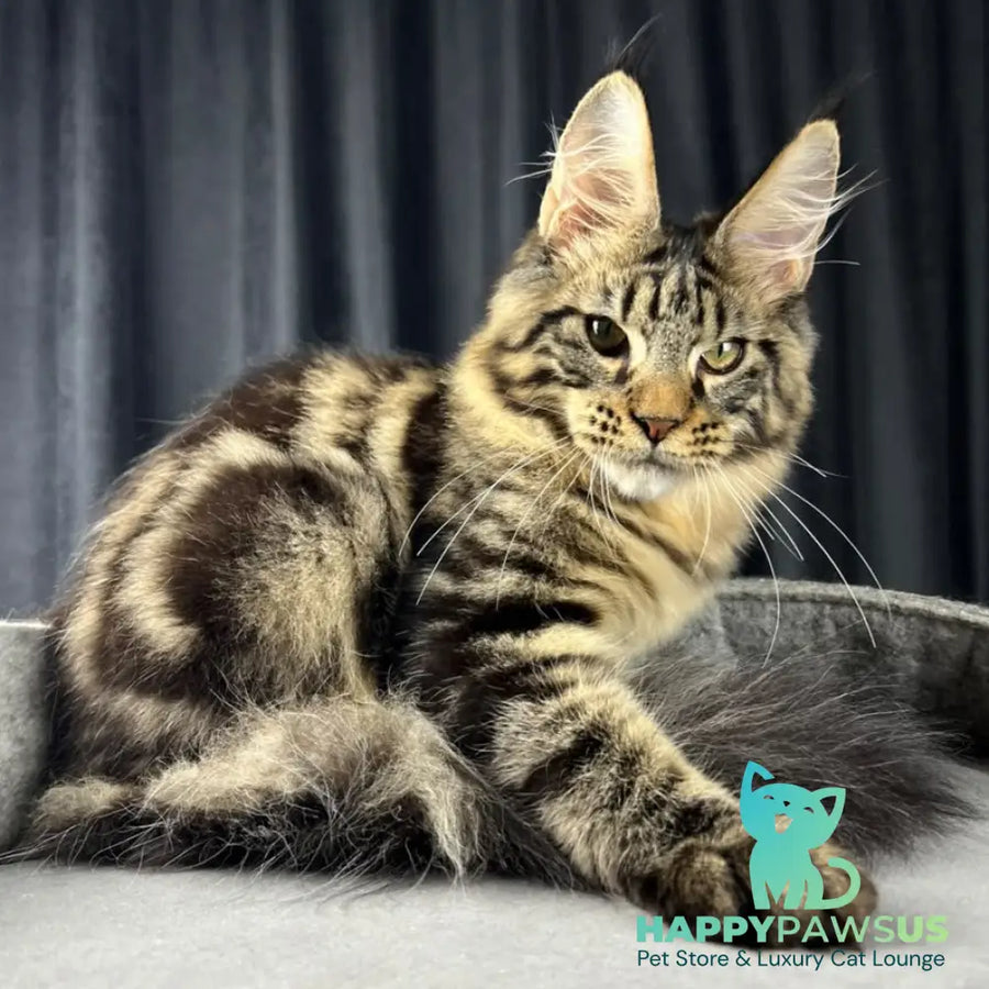 Pathos Maine Coon male black tabby - live animals