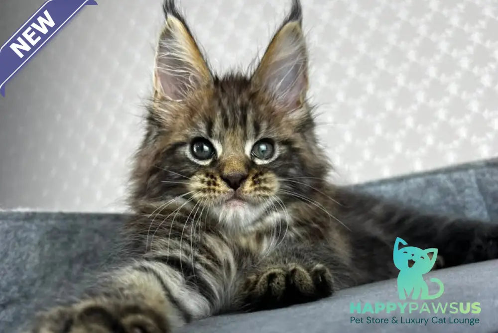 Pathos Maine Coon male black tabby - live animals