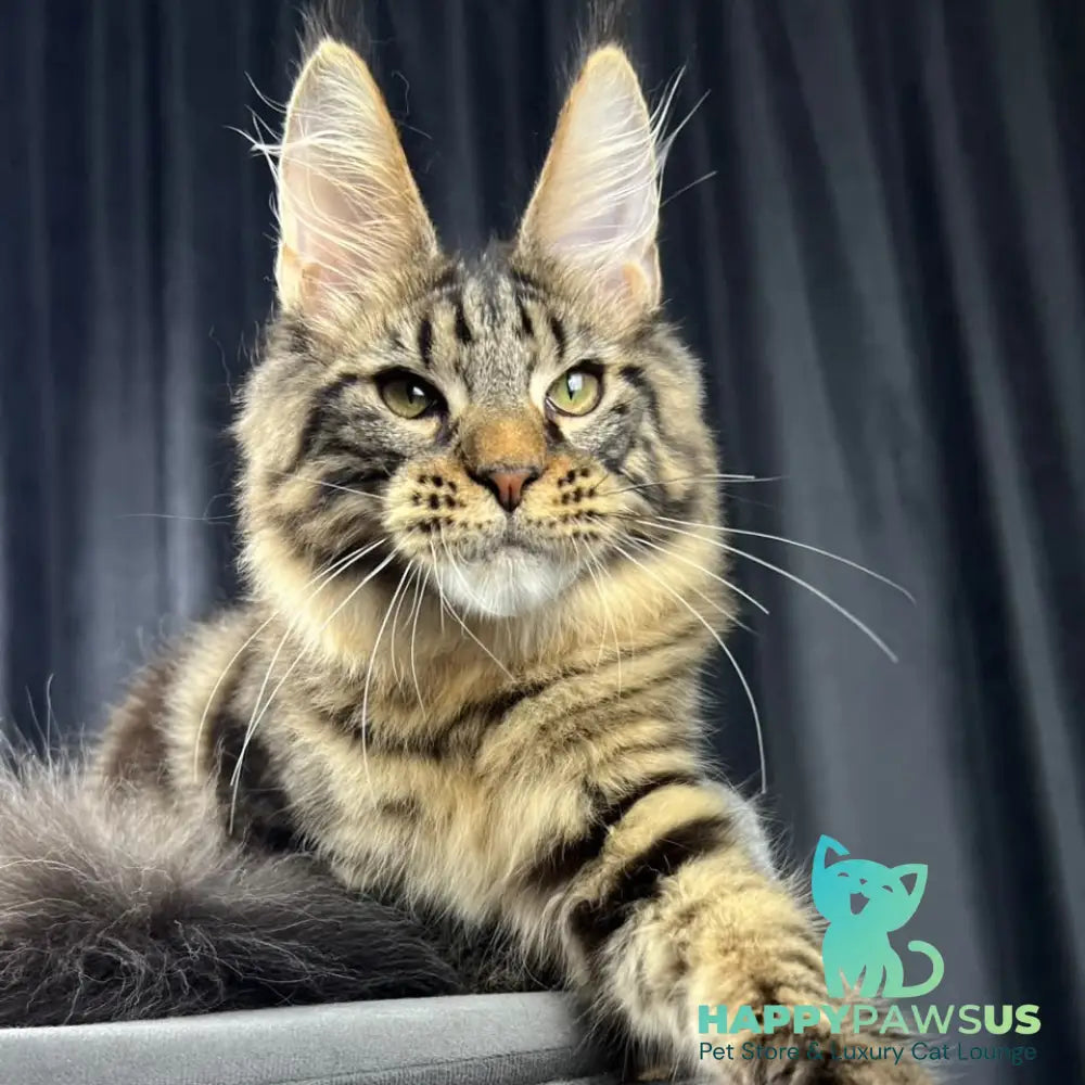 Pathos Maine Coon male black tabby - live animals