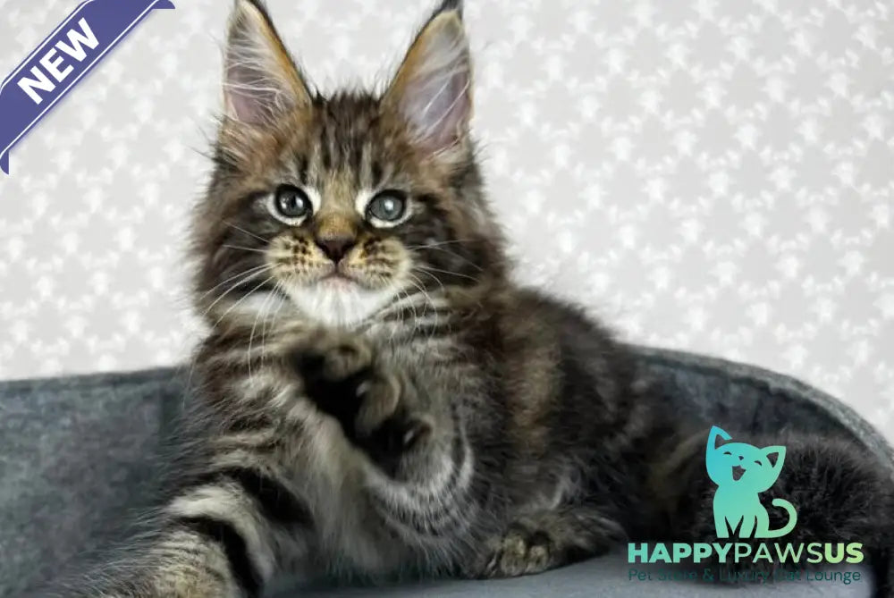 Pathos Maine Coon male black tabby - live animals