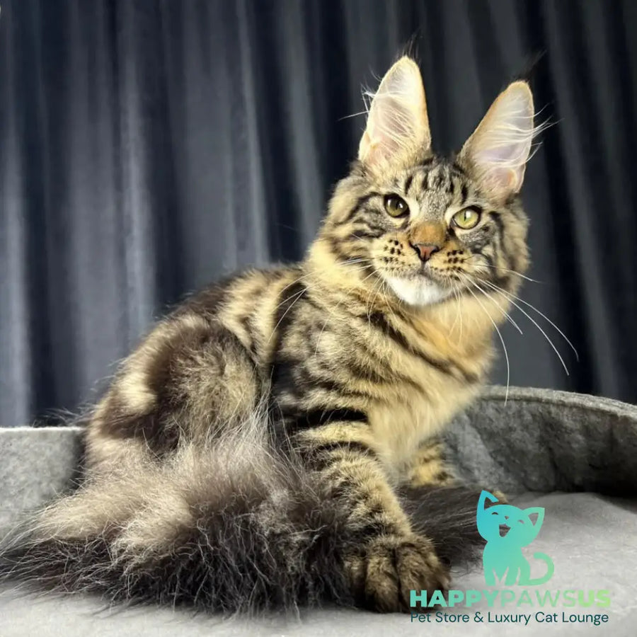 Pathos Maine Coon male black tabby - live animals