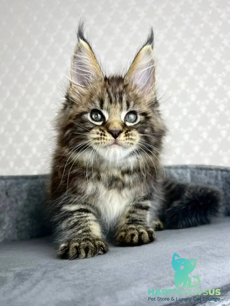 Pathos Maine Coon male black tabby - live animals