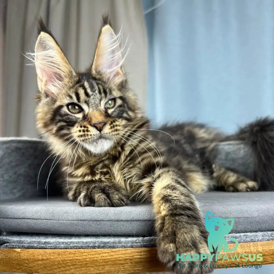Pathos Maine Coon male black tabby - live animals