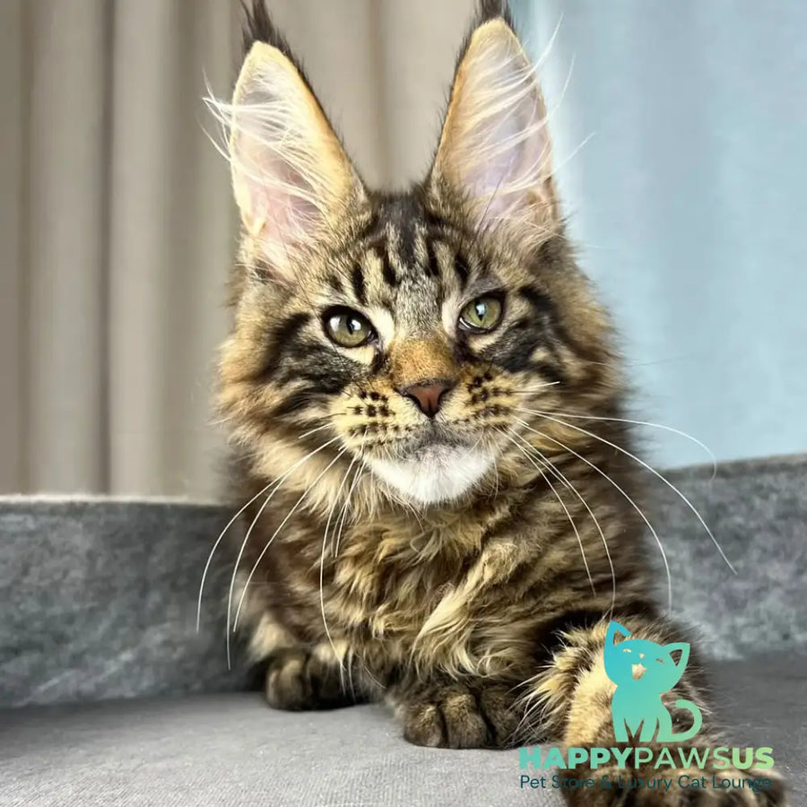 Pathos Maine Coon male black tabby - live animals