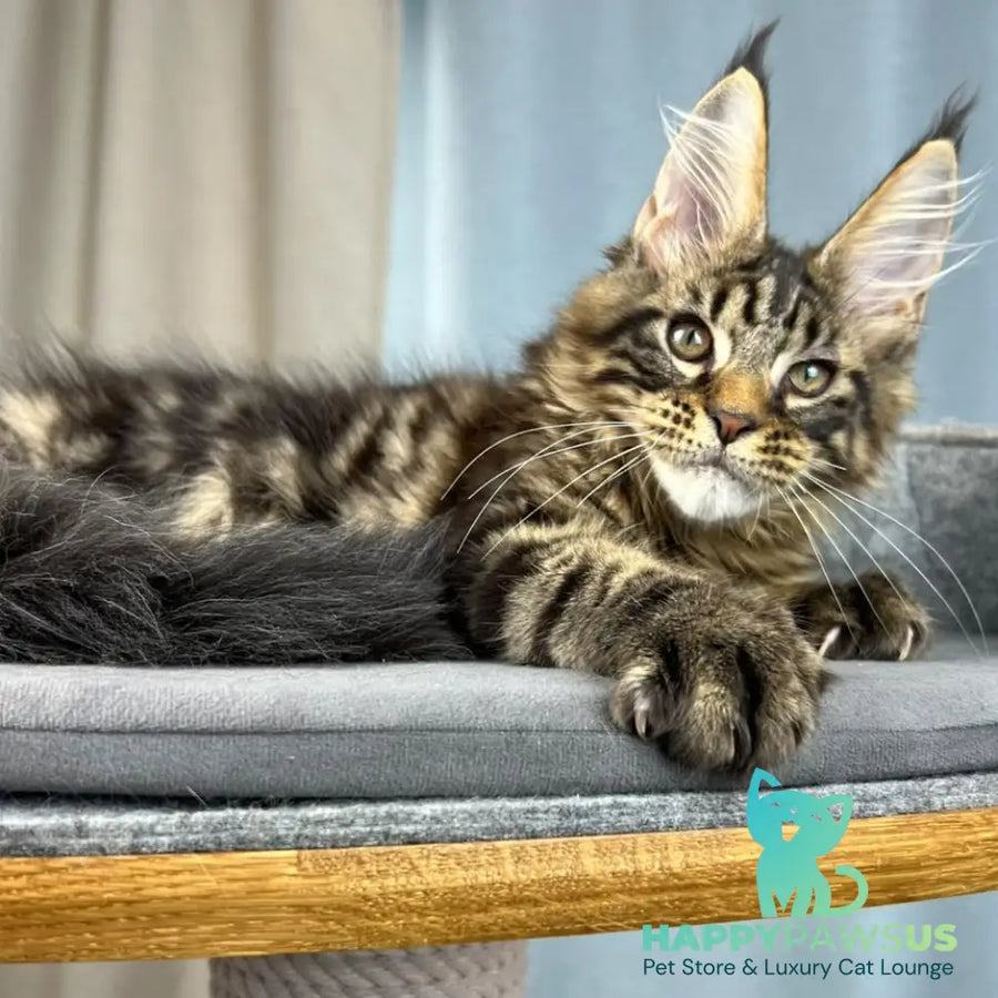Pathos Maine Coon male black tabby - live animals