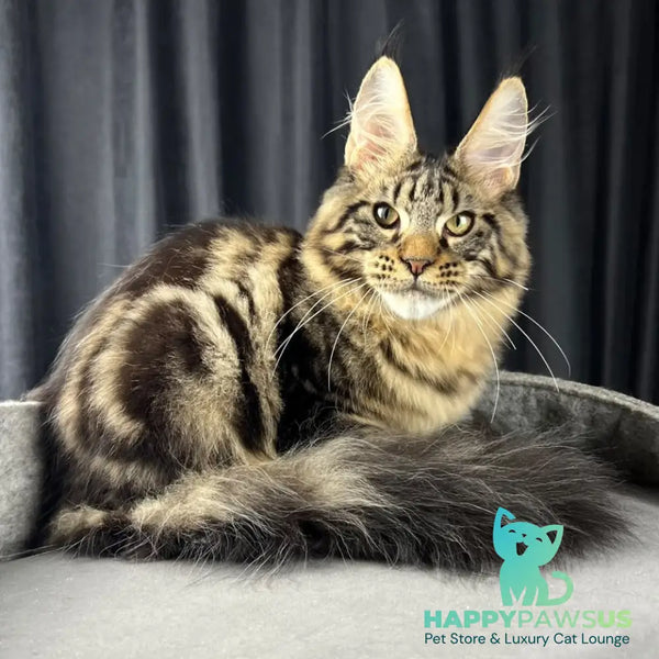Pathos Maine Coon male black tabby - live animals