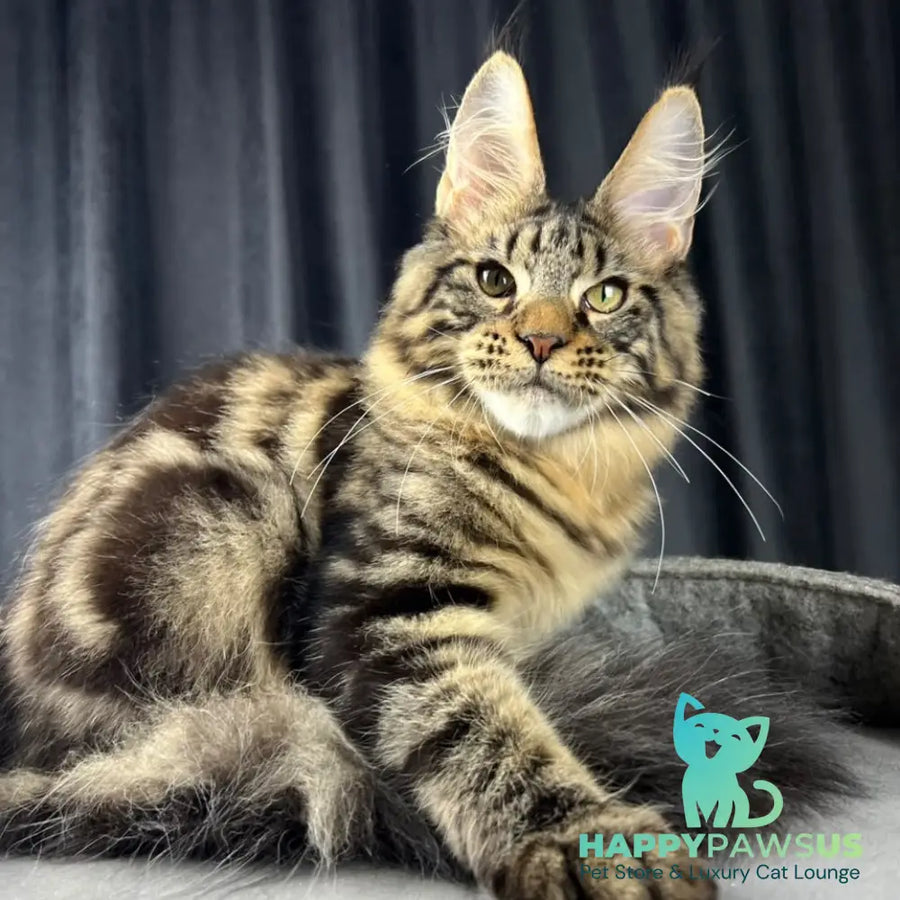 Pathos Maine Coon male black tabby - live animals