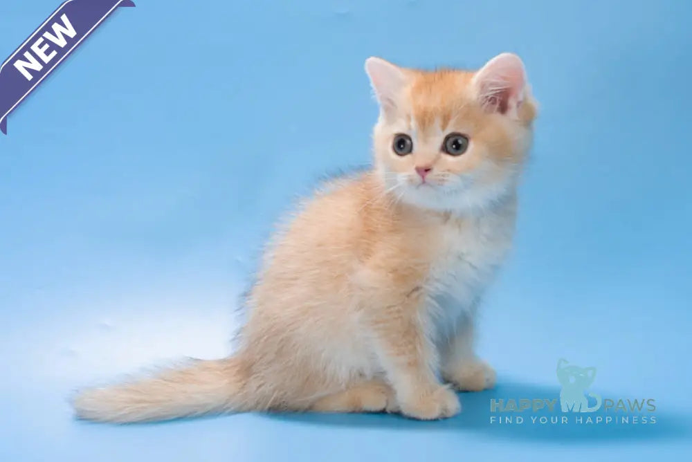 Patric British Longhair male black golden shaded live animals