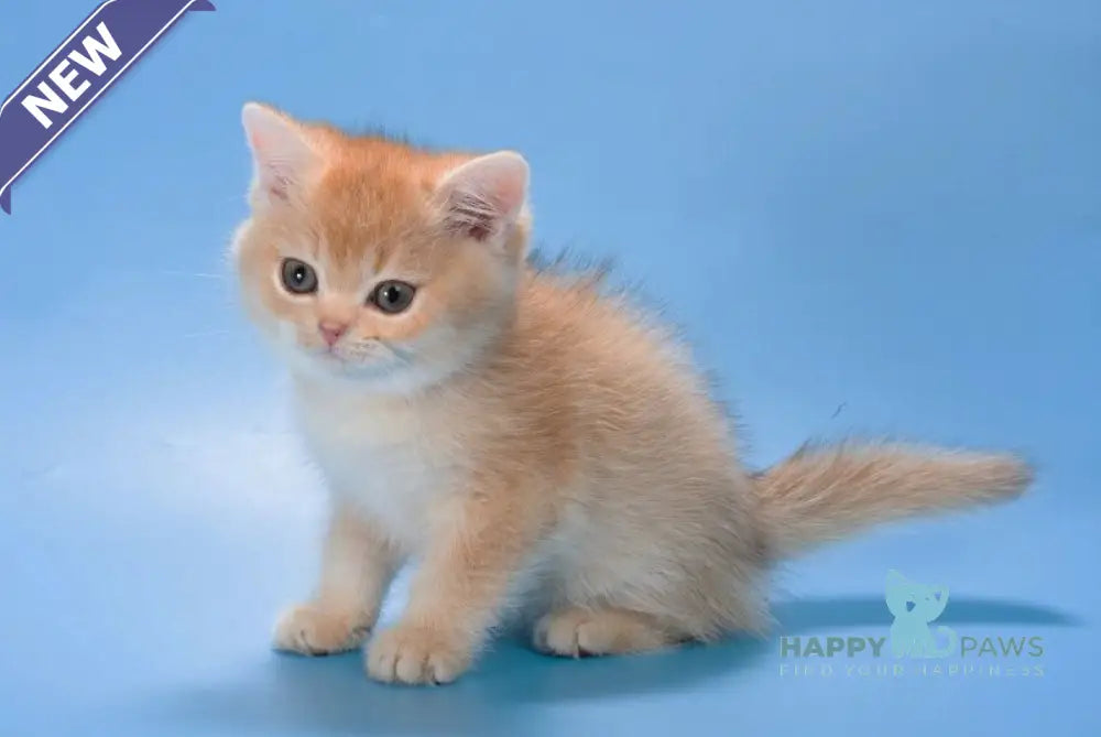 Patric British Longhair male black golden shaded live animals