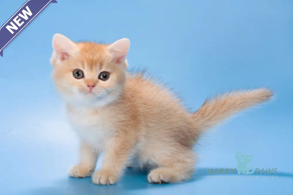 Patric British Longhair male black golden shaded live animals