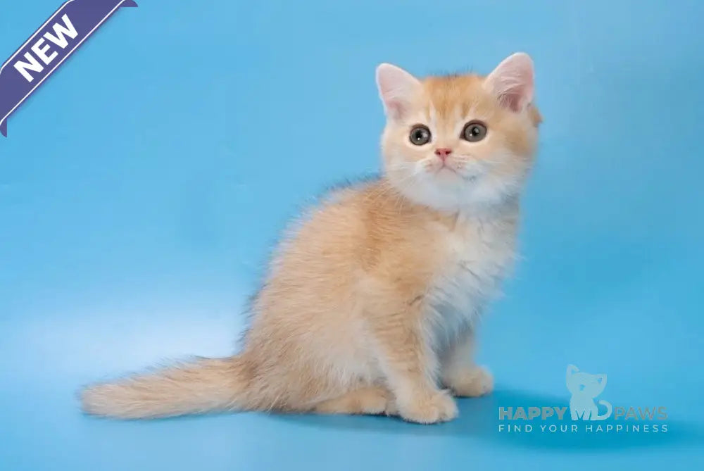 Patric British Longhair male black golden shaded live animals