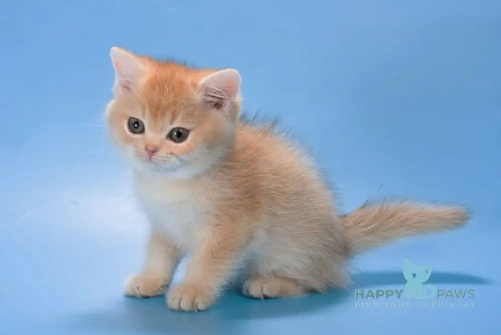 Patric British Longhair male black golden shaded live animals