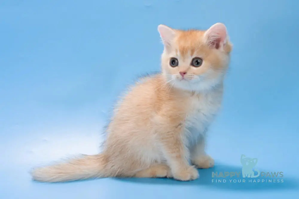 Patric British Longhair male black golden shaded live animals