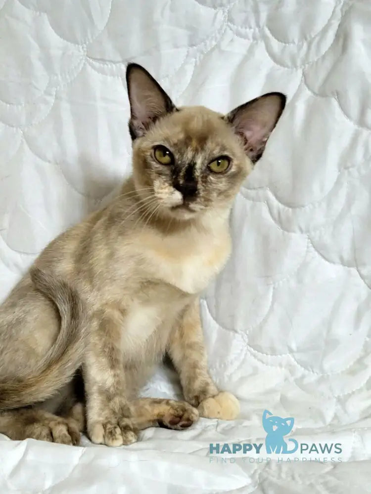 Patricia Burmese female chocolate tortie live animals