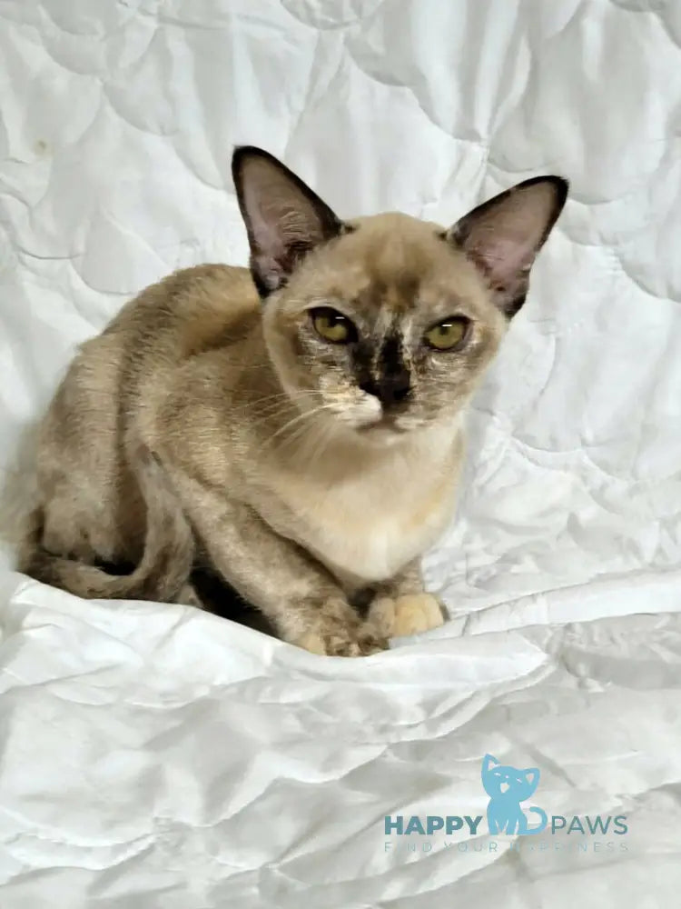 Patricia Burmese female chocolate tortie live animals