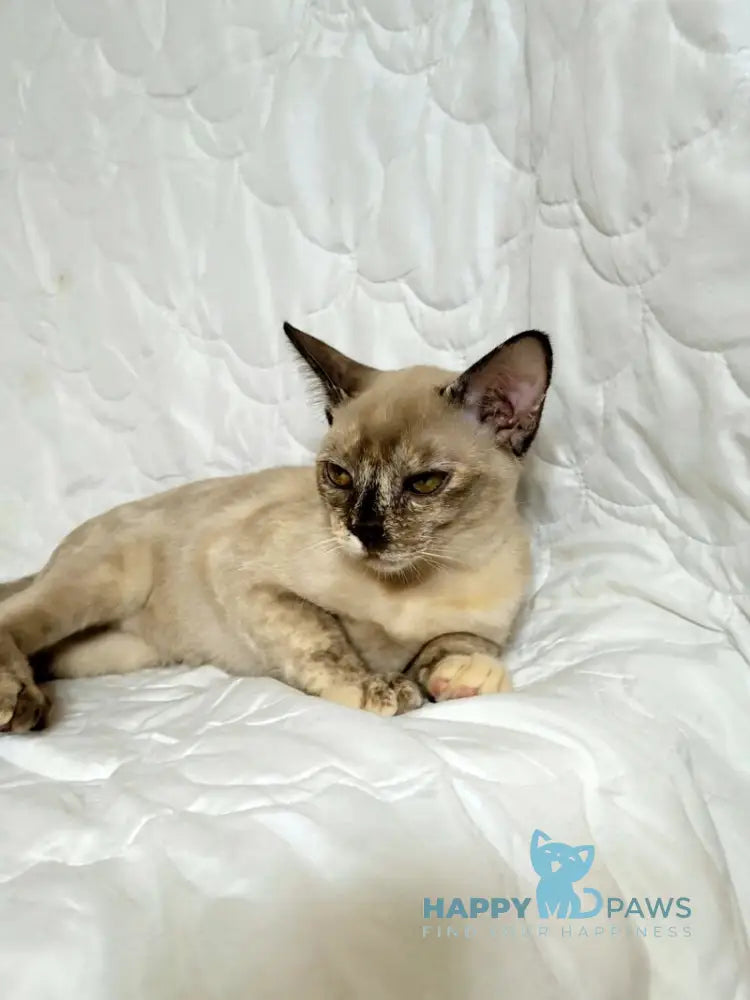 Patricia Burmese female chocolate tortie live animals