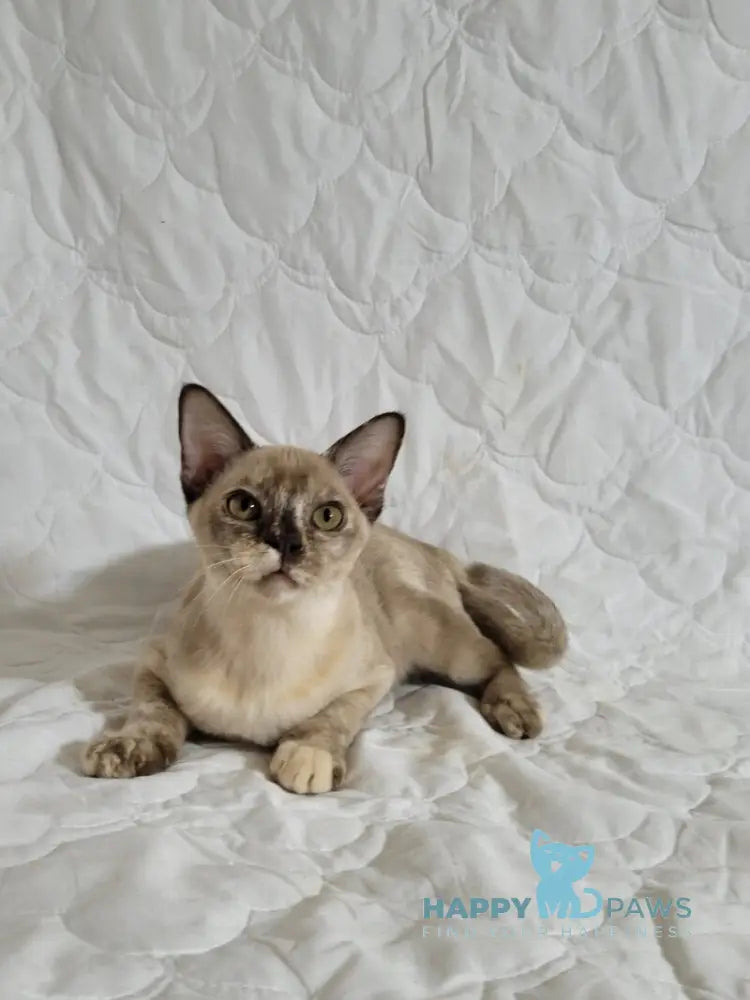 Patricia Burmese female chocolate tortie live animals