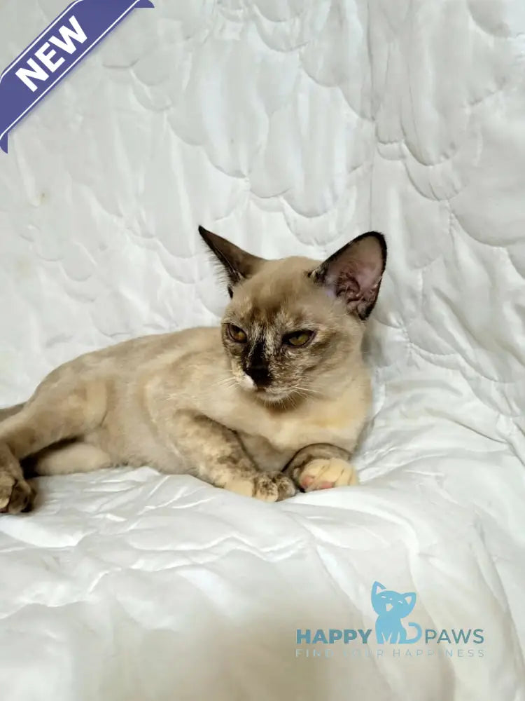 Patricia Burmese female chocolate tortie live animals