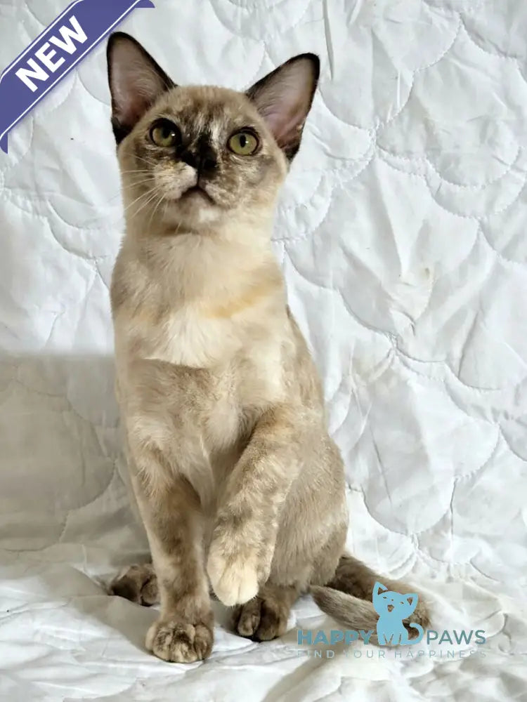 Patricia Burmese female chocolate tortie live animals