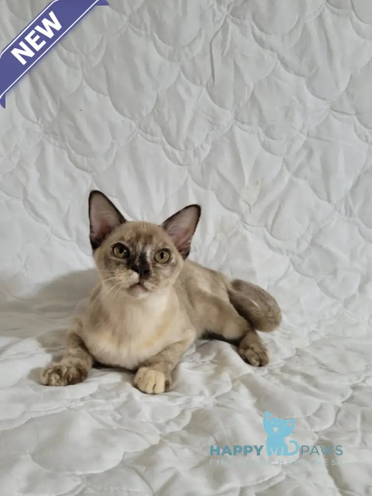 Patricia Burmese female chocolate tortie live animals