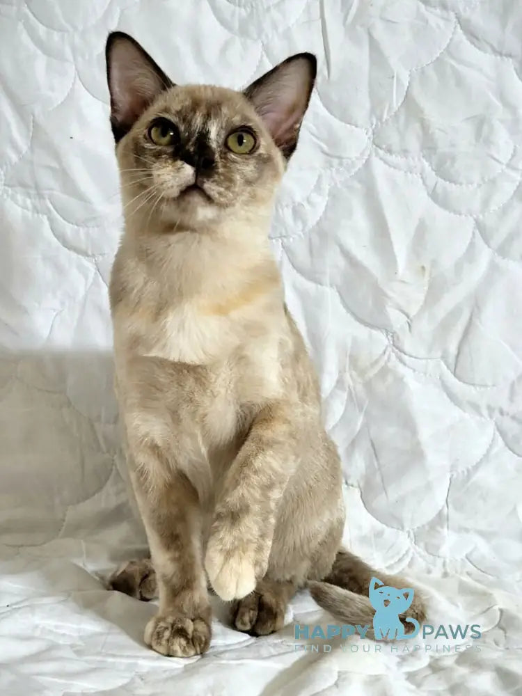 Patricia Burmese female chocolate tortie live animals