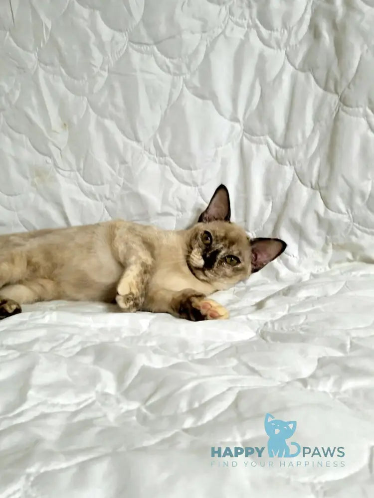 Patricia Burmese female chocolate tortie live animals