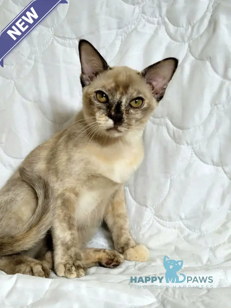 Patricia Burmese female chocolate tortie live animals