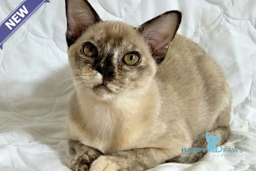 Patricia Burmese female chocolate tortie live animals
