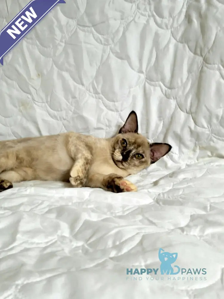 Patricia Burmese female chocolate tortie live animals