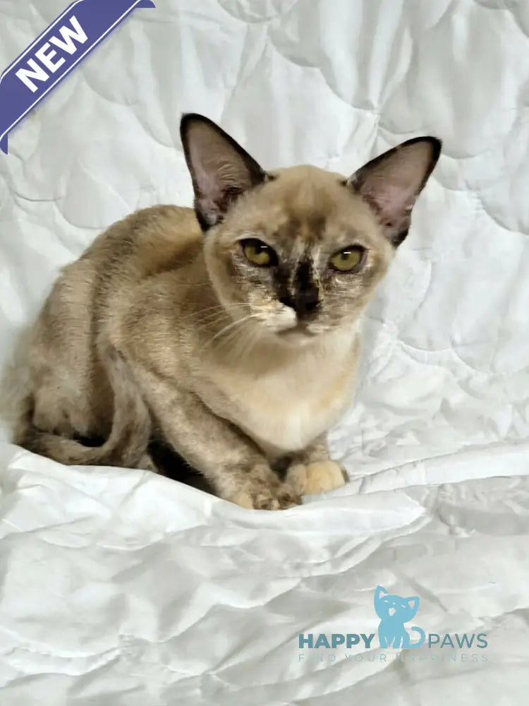 Patricia Burmese female chocolate tortie live animals