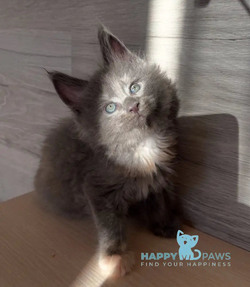 Patrik Maine Coon female blue tortie live animals