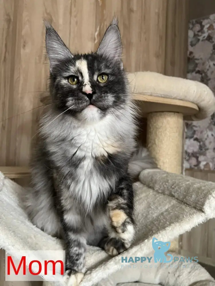 Patrik Maine Coon female blue tortie live animals