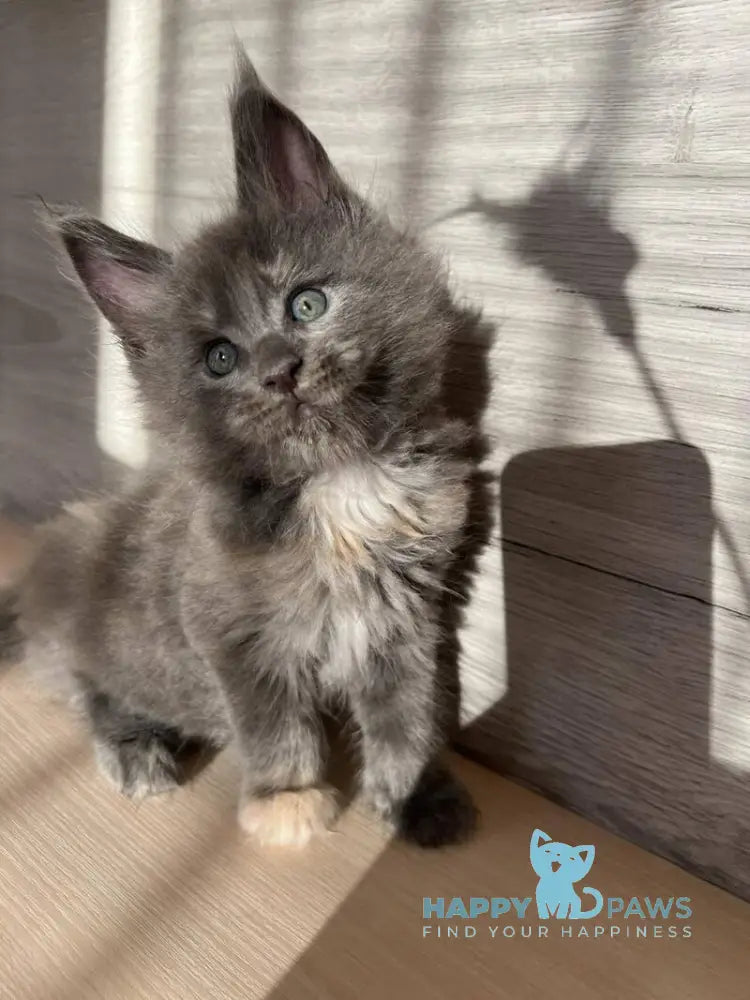 Patrik Maine Coon female blue tortie live animals