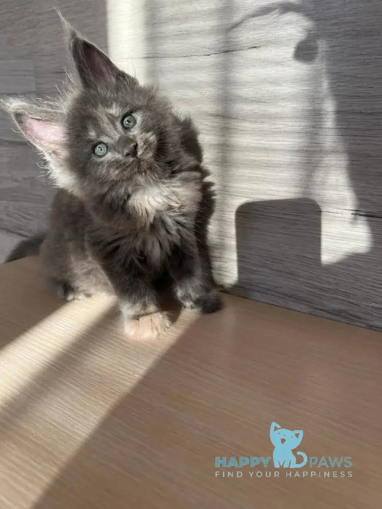 Patrik Maine Coon female blue tortie live animals